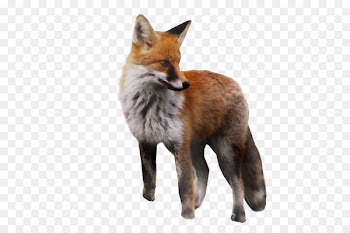 Red fox Gray fox Kit fox Dhole Fur -  