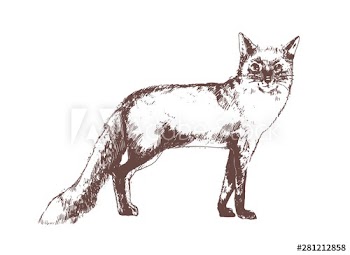 Red fox hand drawn with contour lines on white background
