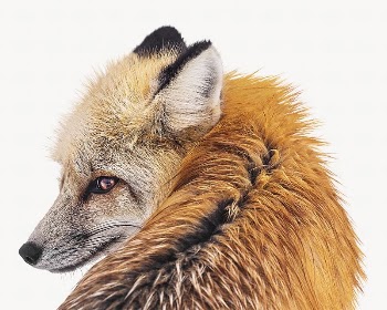 Red fox image, isolated on white | Free Photo - rawpixel