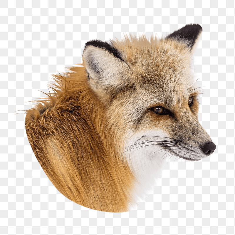 Red fox png animal  | Free PNG - rawpixel