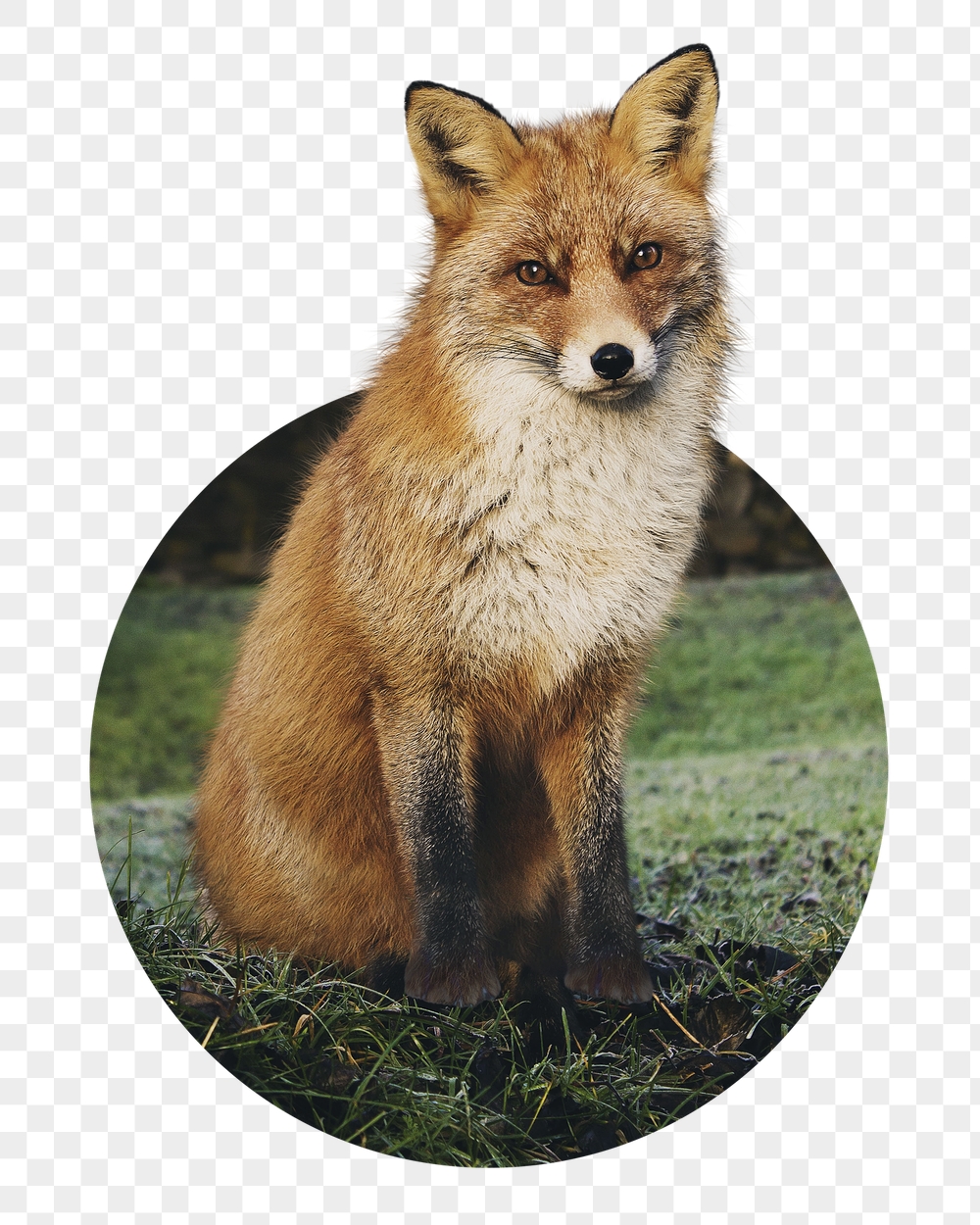 Red fox png badge sticker, | Free PNG - rawpixel