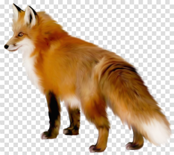 Red Fox PNG Free Download