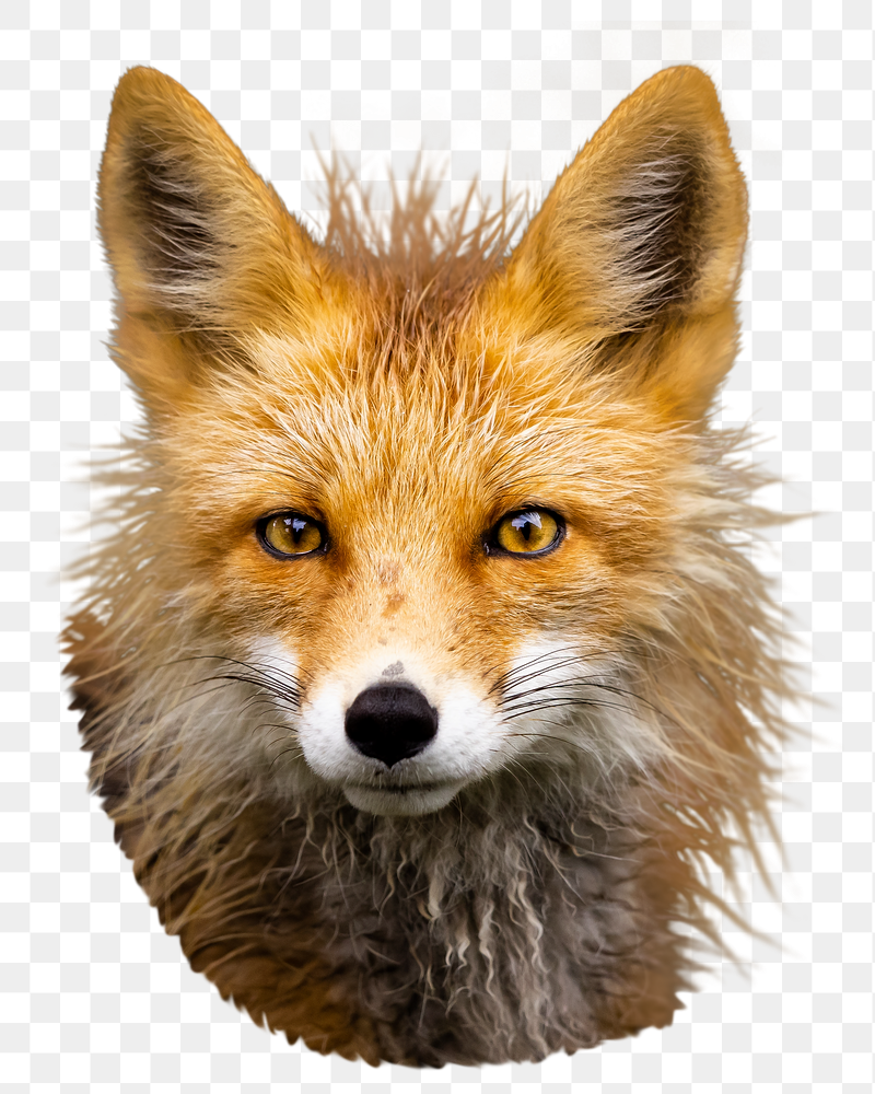 Red fox png sticker, animal | Free PNG - rawpixel