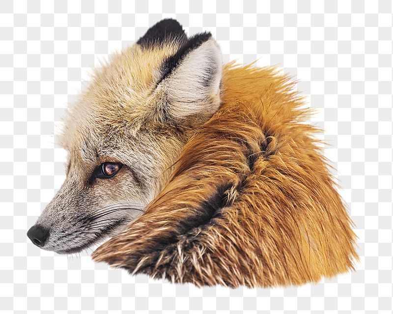 Red fox png sticker, transparent | Free PNG - rawpixel