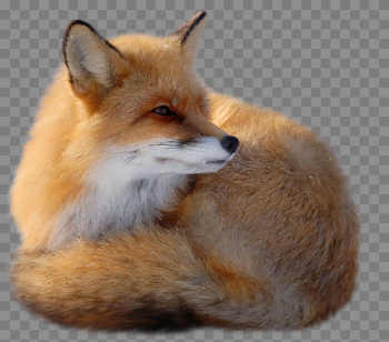 Red Fox PNG Transparent Image