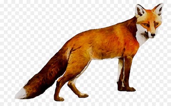 Red fox Wolf Coyote Dhole -  
