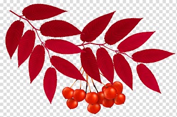 Red fruit illustration, Autumn leaf color Red , Autumn Red Leaves Decoration transparent background PNG clipart