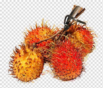 Red fruit, Rambutan Fruit, Rambutan transparent background PNG clipart