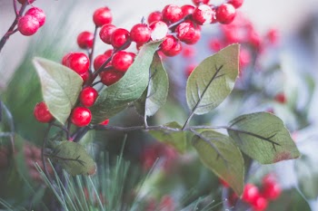 Red Fruits