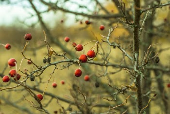 Red Fruits on Tree