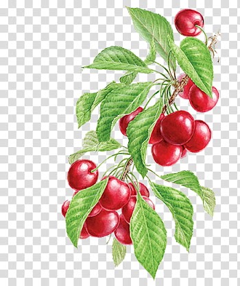 Red fruits transparent background PNG clipart
