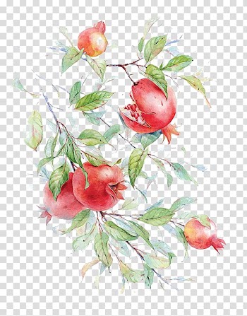 Red fruits , Watercolor painting Pomegranate Drawing Flower Painting in Watercolor, pomegranate transparent background PNG clipart