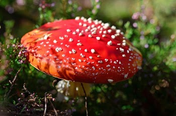 Red Fungi during Daytime