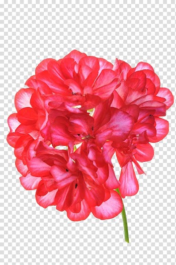 Red Geranium flower , Geraniums Dahlia Cranes-bill Flower, Geranium flower cluster high-definition transparent background PNG clipart