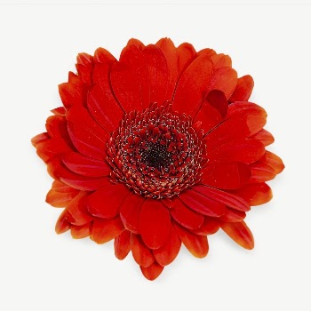 Red gerbera  collage element | Free PSD - rawpixel