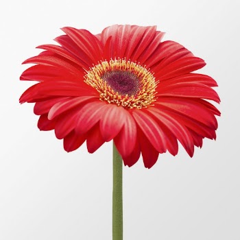 Red gerbera daisy, flower clipart | Free Photo - rawpixel