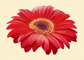 Red gerbera daisy, flower clipart | Free Photo - rawpixel