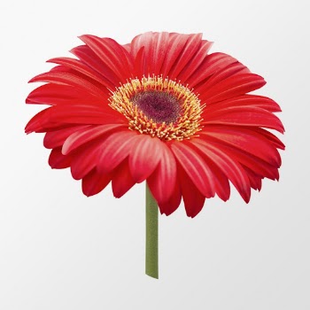 Red gerbera daisy, flower clipart | Free PSD - rawpixel