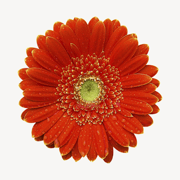 Red gerbera flower, isolated botanical | Free PSD - rawpixel