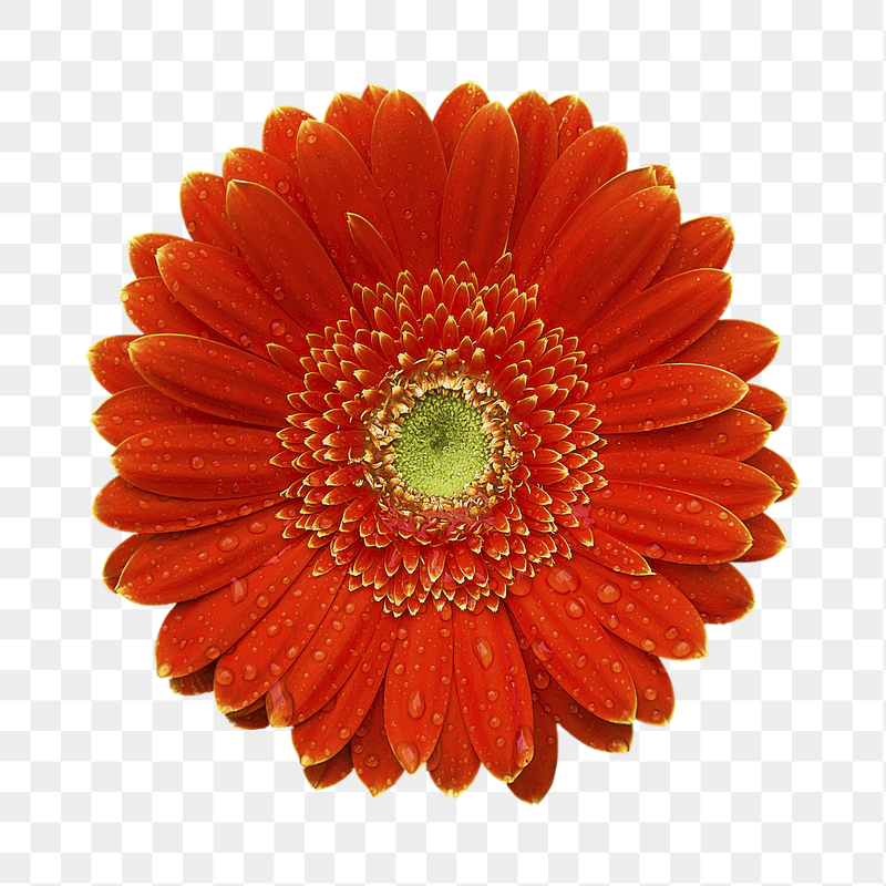 Red gerbera flower png sticker, | Free PNG - rawpixel