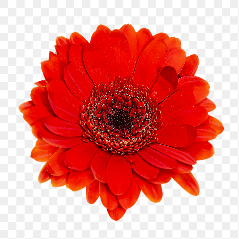 Red Gerbera png flower sticker, | Free PNG - rawpixel