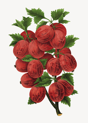 Red gooseberry collage element, food | Free PSD - rawpixel