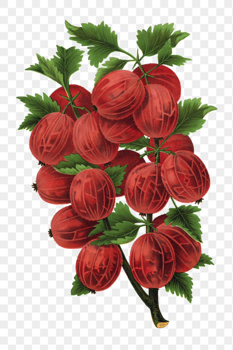 Red gooseberry png sticker, transparent | Free PNG - rawpixel