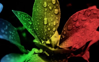 Red Green and Black Leaf Edited Focus