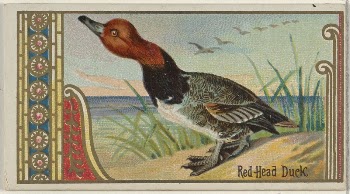 Red Head Duck, from the Game | Free Photo - rawpixel