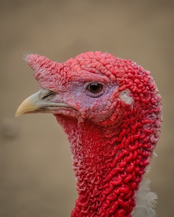 Red Headed Bird in Close Up Photo