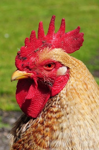 Red Hen