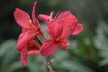 Red Hibiscus