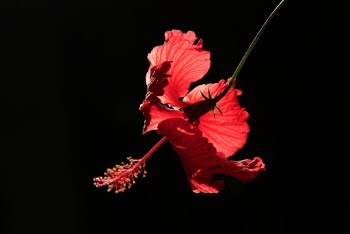 Red Hibiscus