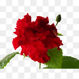 Red Hibiscus, Big Red Flower, Flowers, Petal PNG Image and Clipart ...