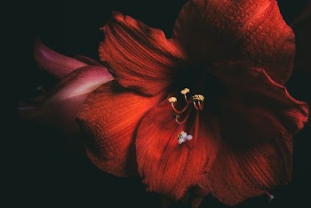 red hibiscus flower
