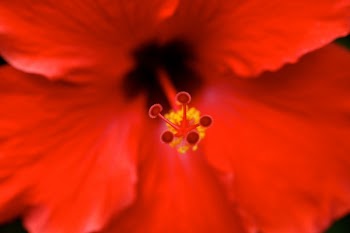 Red Hibiscus Flower