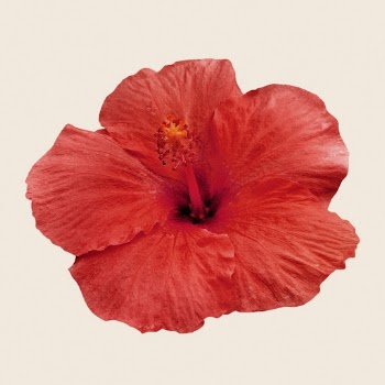 Red hibiscus, flower clipart psd | Free PSD - rawpixel