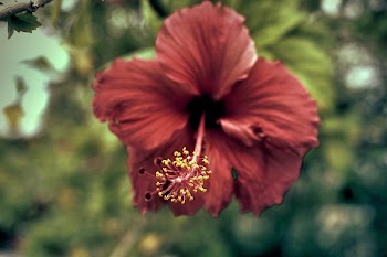 Red Hibiscus Flower in Closeup Photography