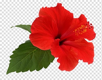 Red Hibiscus flower, Shoeblackplant Flower Tea Leaf, Hawaii flower transparent background PNG clipart