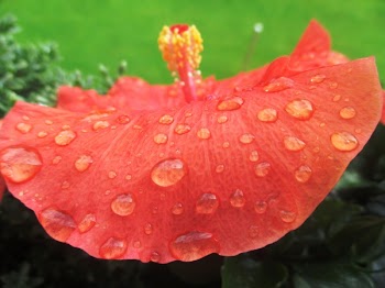 Red Hibiscus Flower With Water Drops