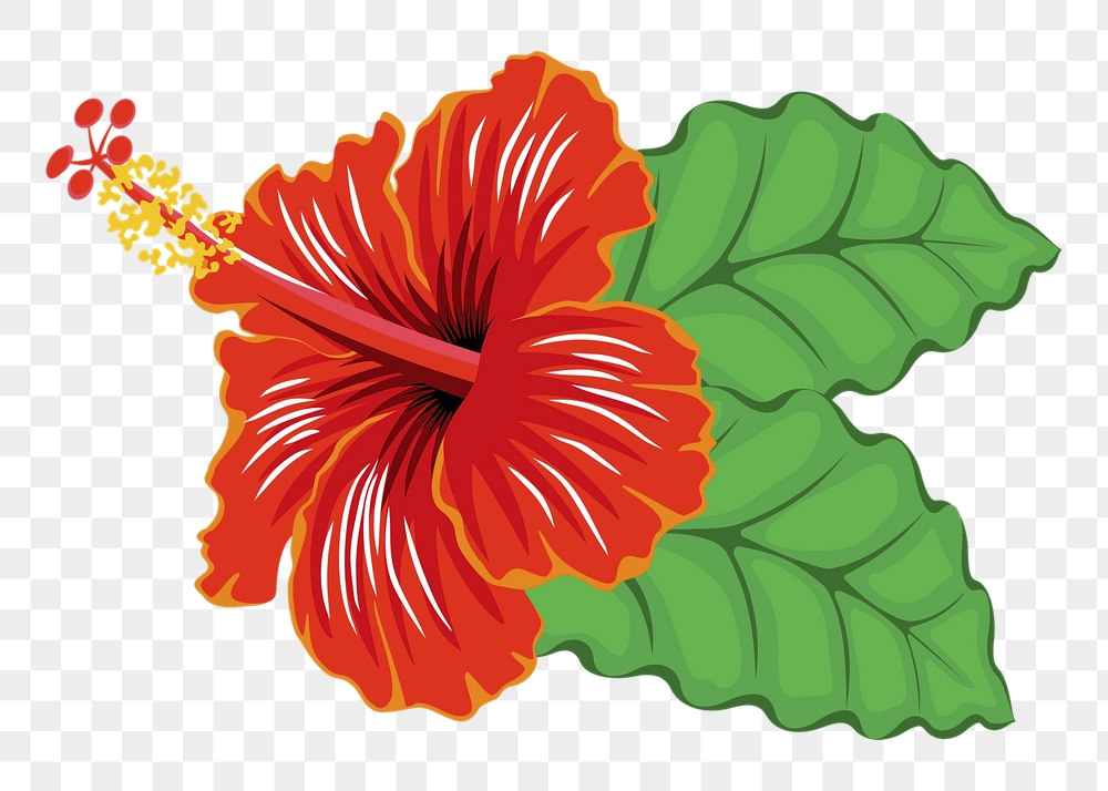 Red hibiscus png sticker, flower | Free PNG - rawpixel