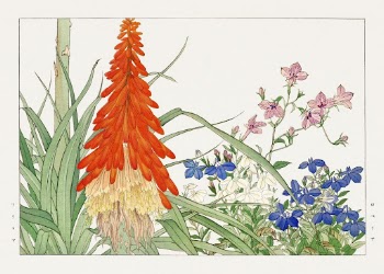 Red hot pokers & lobelia | Free Photo Illustration - rawpixel