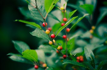 Red Hypericum Berries Flower  | Free Photo - rawpixel