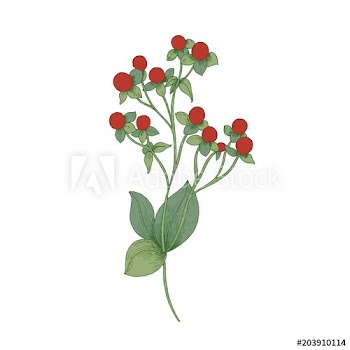 Red Hypericum with fruit and green leaves isolated on white background