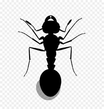 Red imported fire ant Insect Portable Network Graphics Image -  