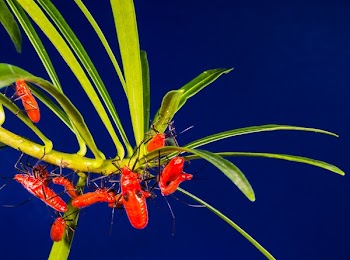 Red Insects on Green Leaves