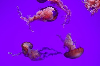 red jellyfish