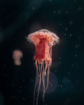 Red Jellyfish Swimming in Water
