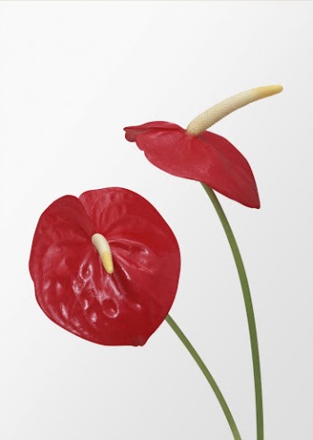 Red laceleaf, anthurium flower clipart | Free Photo - rawpixel