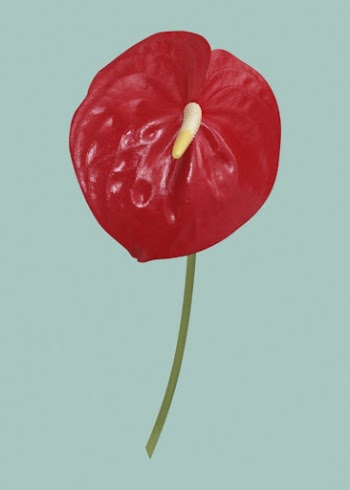 Red laceleaf, flower clipart psd | Free PSD - rawpixel